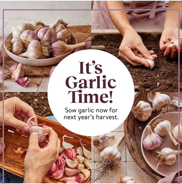 Garlic Harvest Alert! Sow Now with Burpee 🧄 Burpee